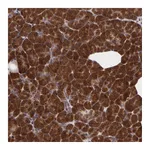Atlas Antibodies Anti-STX5 Antibody