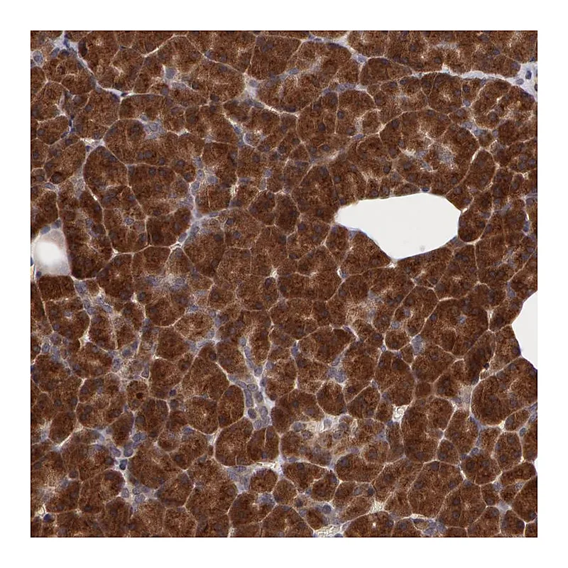 Atlas Antibodies Anti-STX5 Antibody