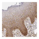 Atlas Antibodies Anti-STX4 Antibody