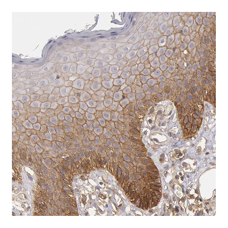Atlas Antibodies Anti-STX4 Antibody