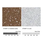Atlas Antibodies Anti-STXBP1 Antibody