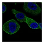Atlas Antibodies Anti-STXBP2 Antibody