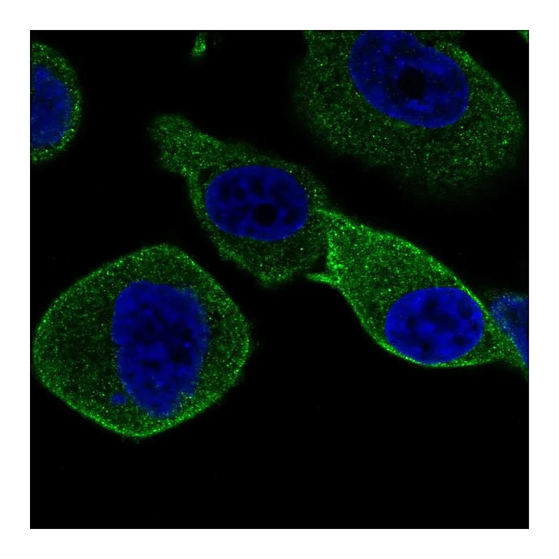 Atlas Antibodies Anti-STXBP2 Antibody