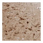 Atlas Antibodies Anti-STXBP3 Antibody