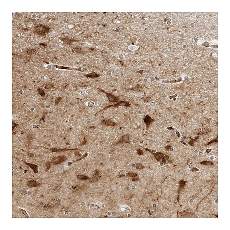 Atlas Antibodies Anti-STXBP3 Antibody