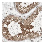 Atlas Antibodies Anti-STXBP4 Antibody
