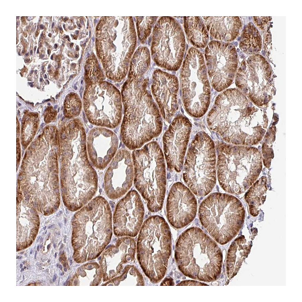 Atlas Antibodies Anti-STYXL1 Antibody