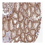 Atlas Antibodies Anti-STYXL1 Antibody