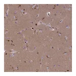 Atlas Antibodies Anti-STYX Antibody