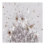Atlas Antibodies Anti-SUB1 Antibody