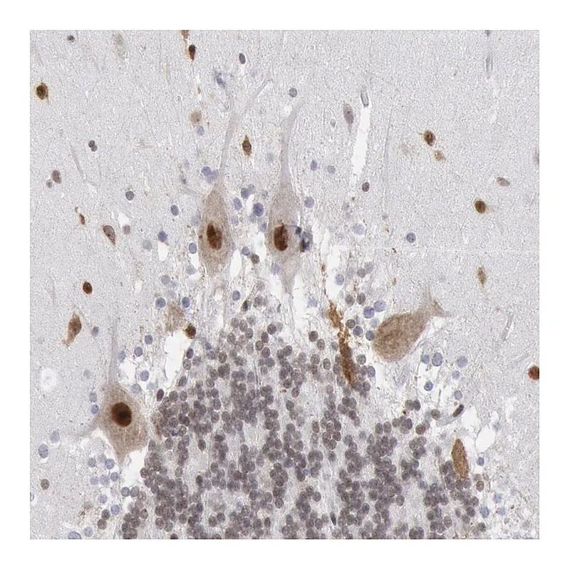 Atlas Antibodies Anti-SUB1 Antibody