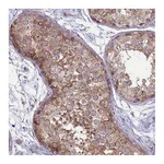 Atlas Antibodies Anti-SUCO Antibody