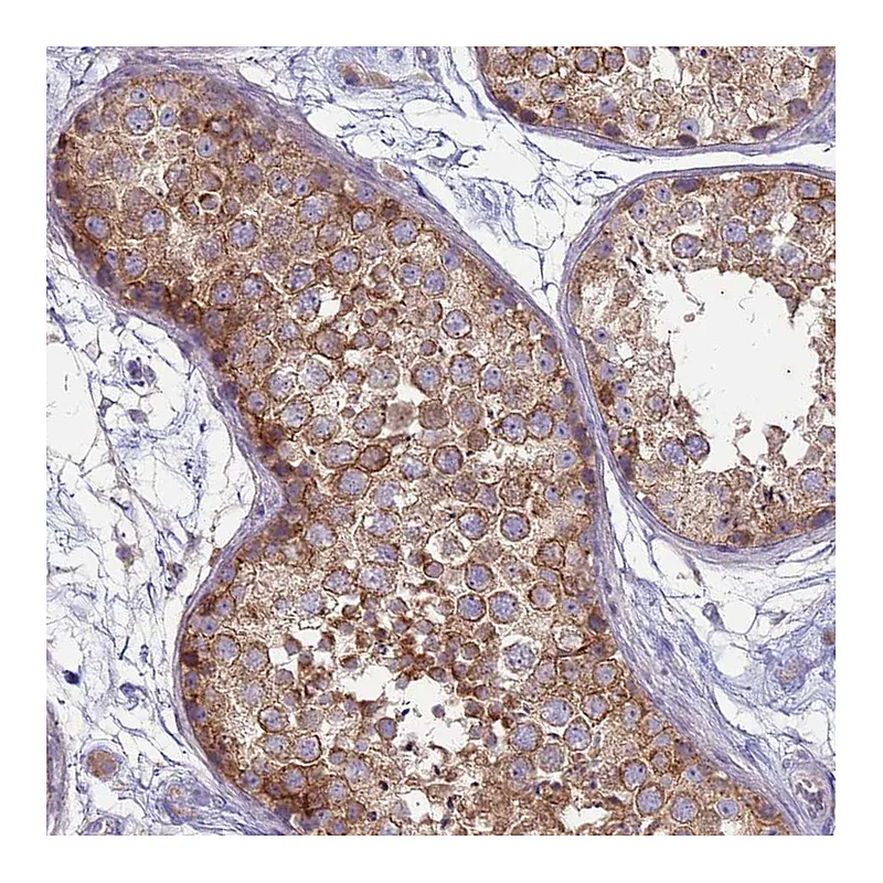 Atlas Antibodies Anti-SUCO Antibody