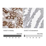 Atlas Antibodies Anti-SUGCT Antibody