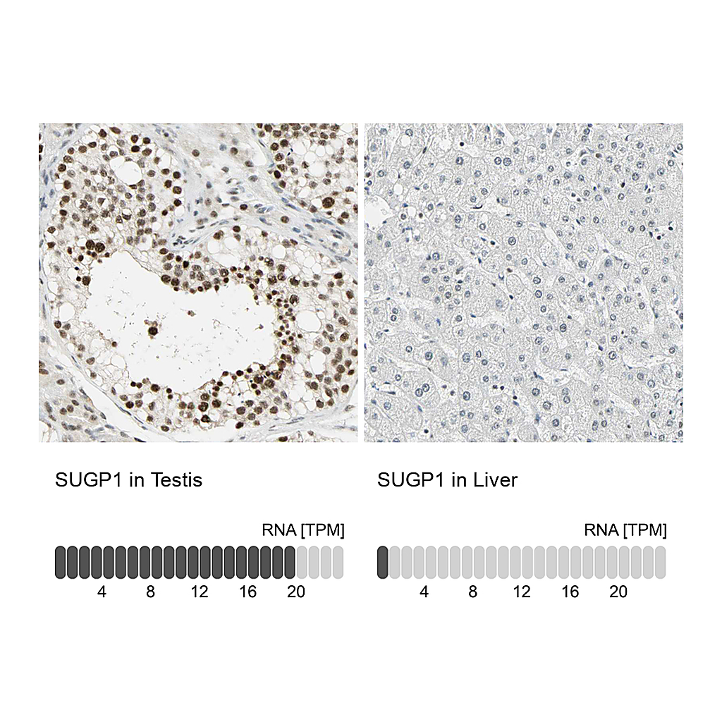 Atlas Antibodies Anti-SUGP1 Antibody