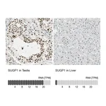 Atlas Antibodies Anti-SUGP1 Antibody