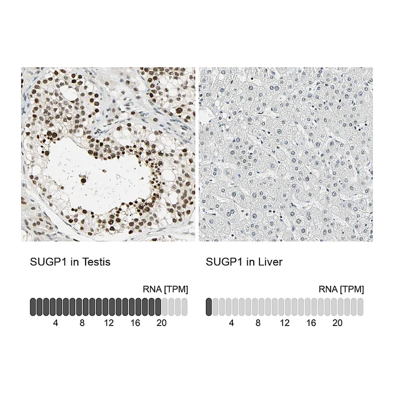 Atlas Antibodies Anti-SUGP1 Antibody
