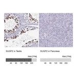 Atlas Antibodies Anti-SUGP2 Antibody