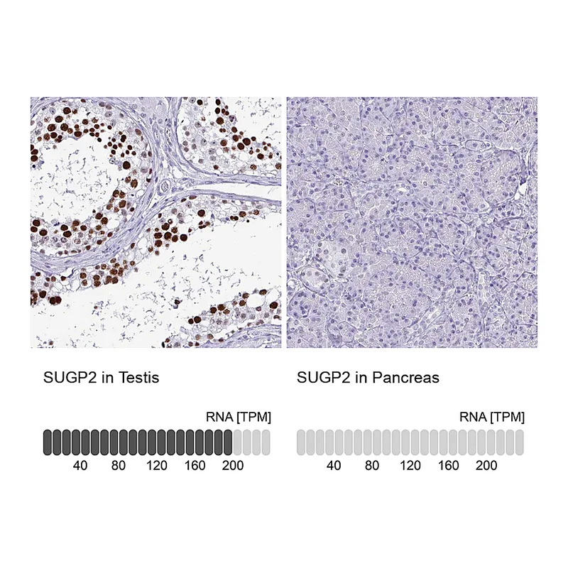 Atlas Antibodies Anti-SUGP2 Antibody