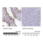 Atlas Antibodies Anti-SUGP2 Antibody
