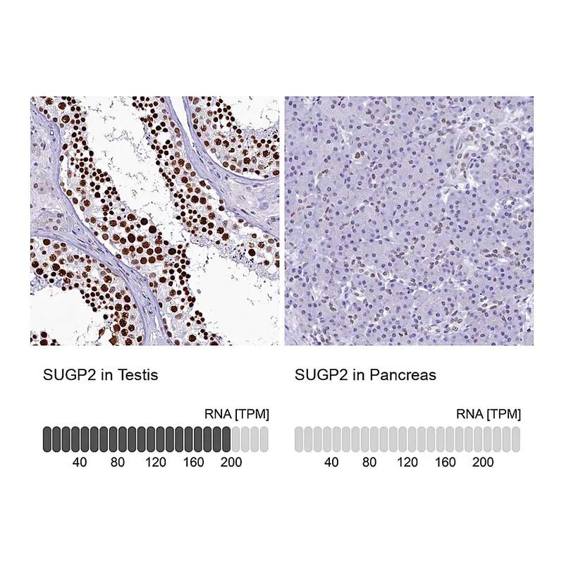 Atlas Antibodies Anti-SUGP2 Antibody