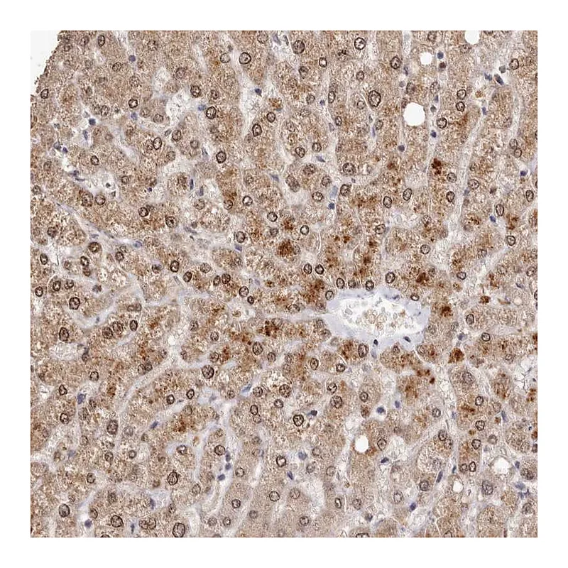 Atlas Antibodies Anti-SULT1E1 Antibody