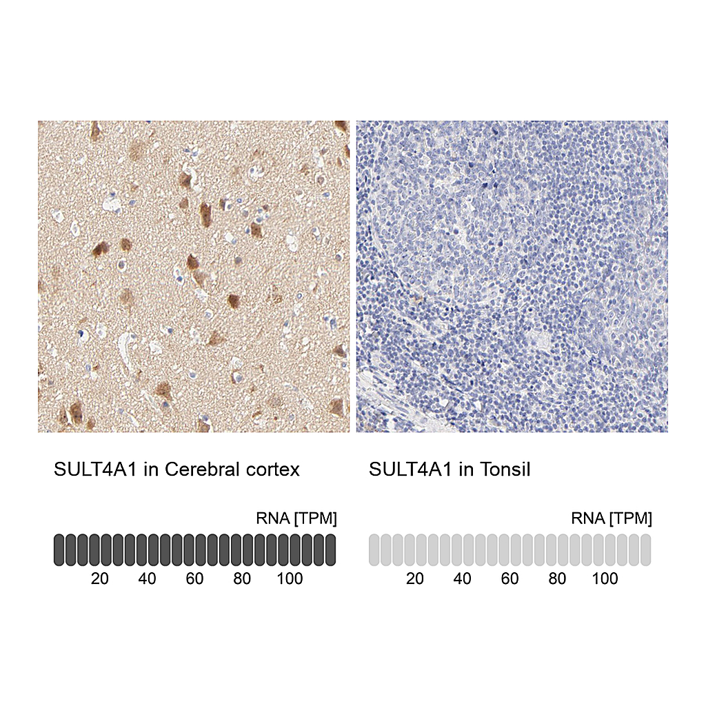 Atlas Antibodies Anti-SULT4A1 Antibody