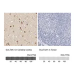 Atlas Antibodies Anti-SULT4A1 Antibody