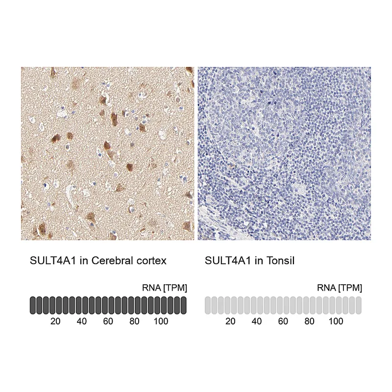 Atlas Antibodies Anti-SULT4A1 Antibody