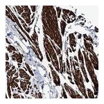 Atlas Antibodies Anti-SUMF1 Antibody