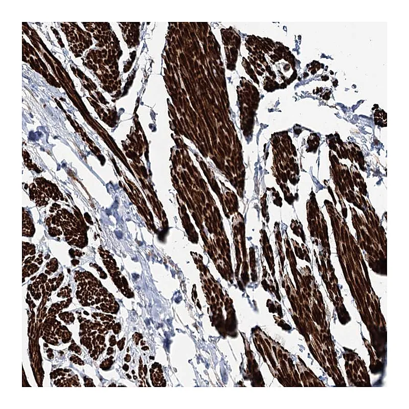 Atlas Antibodies Anti-SUMF1 Antibody