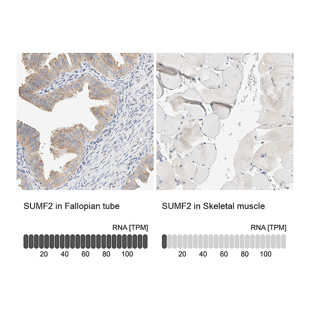 Atlas Antibodies Anti-SUMF2 Antibody