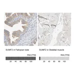 Atlas Antibodies Anti-SUMF2 Antibody