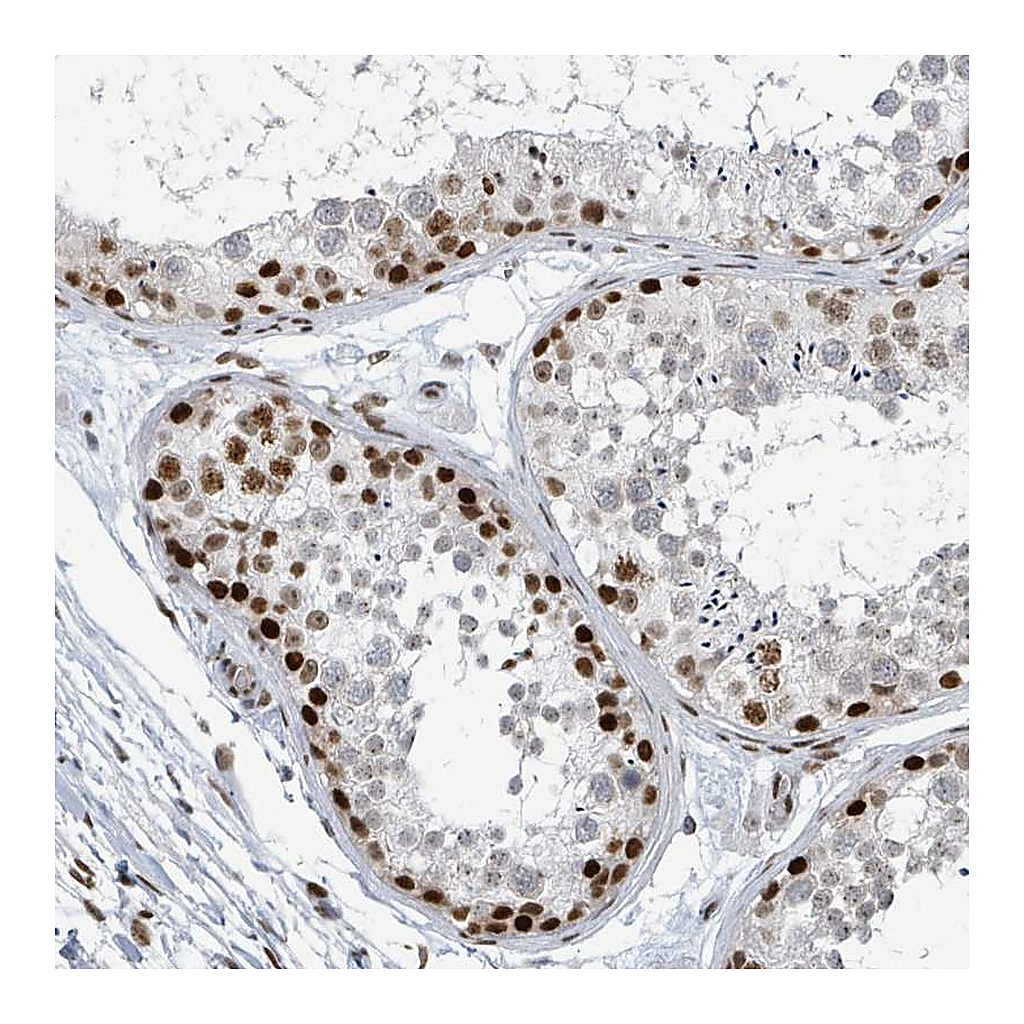 Atlas Antibodies Anti-SUMO2 Antibody