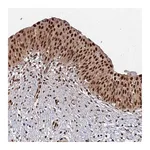 Atlas Antibodies Anti-SUMO2 Antibody