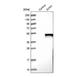 Atlas Antibodies Anti-SUN3 Antibody