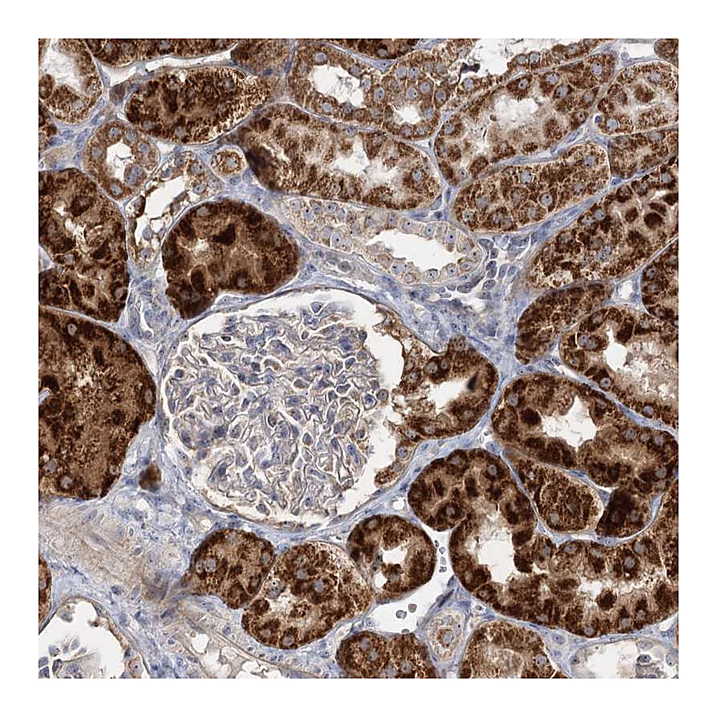 Atlas Antibodies Anti-SUOX Antibody