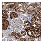 Atlas Antibodies Anti-SUOX Antibody