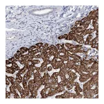 Atlas Antibodies Anti-SUOX Antibody