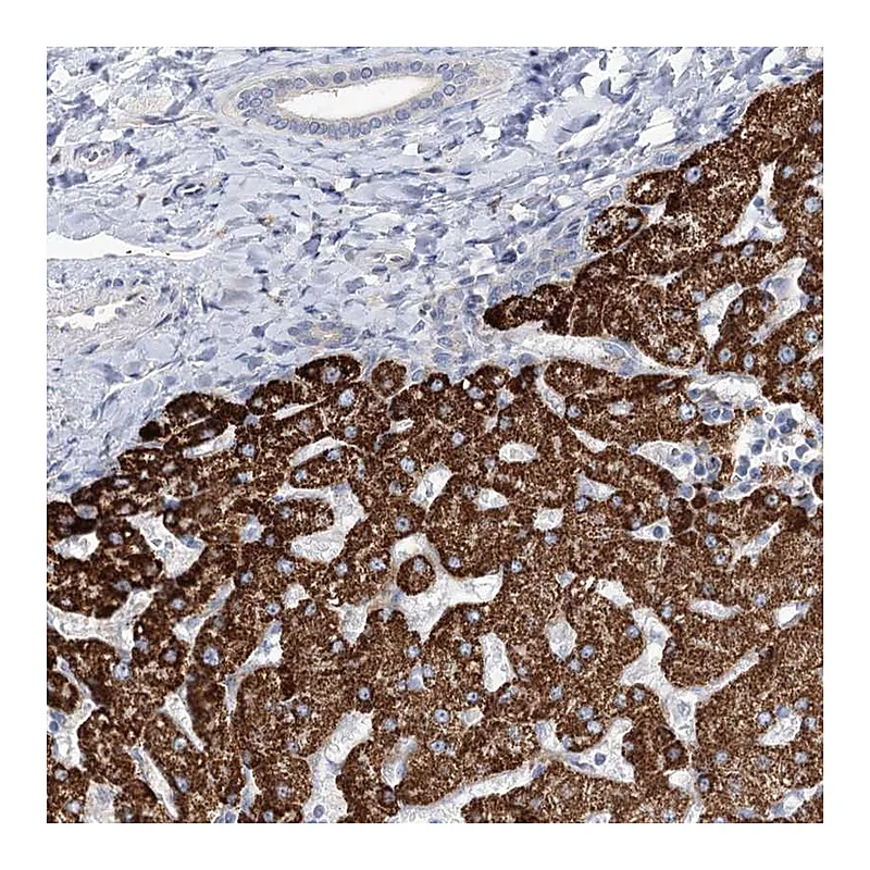 Atlas Antibodies Anti-SUOX Antibody
