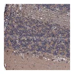 Atlas Antibodies Anti-SUPT7L Antibody