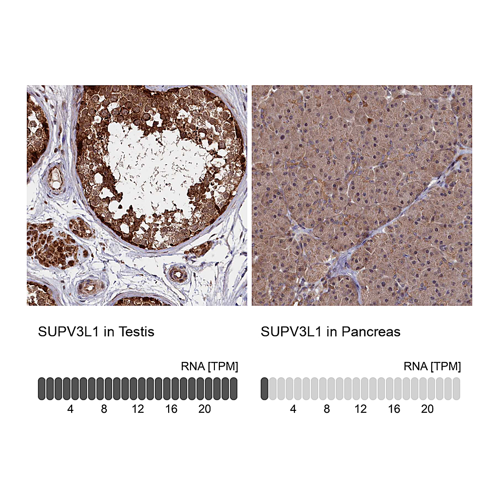Atlas Antibodies Anti-SUPV3L1 Antibody