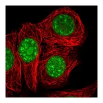 Atlas Antibodies Anti-SURF2 Antibody