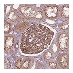 Atlas Antibodies Anti-SURF4 Antibody