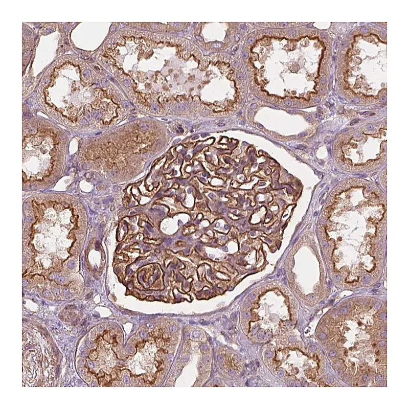 Atlas Antibodies Anti-SURF4 Antibody