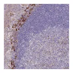 Atlas Antibodies Anti-SUSD1 Antibody