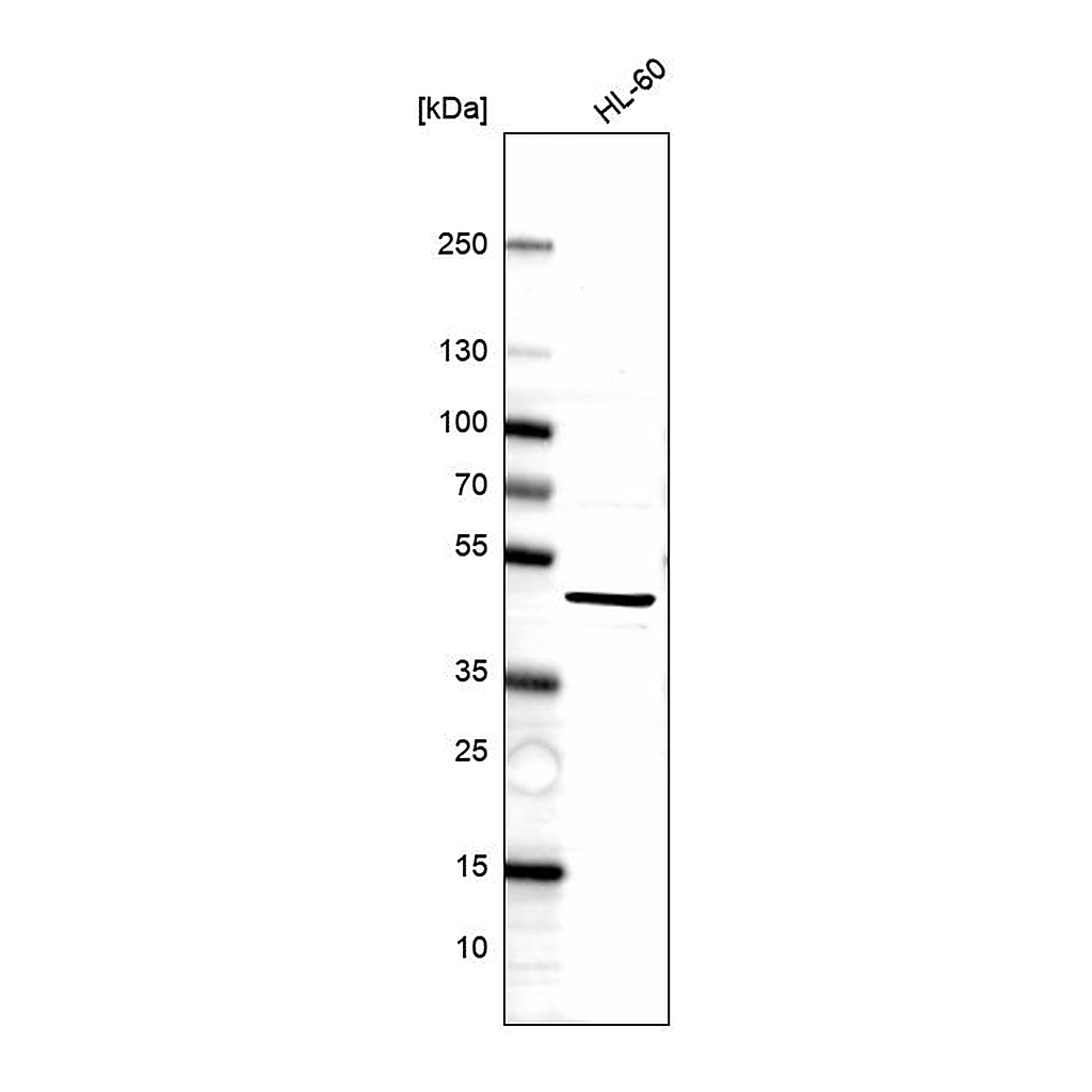 Atlas Antibodies Anti-SURF6 Antibody