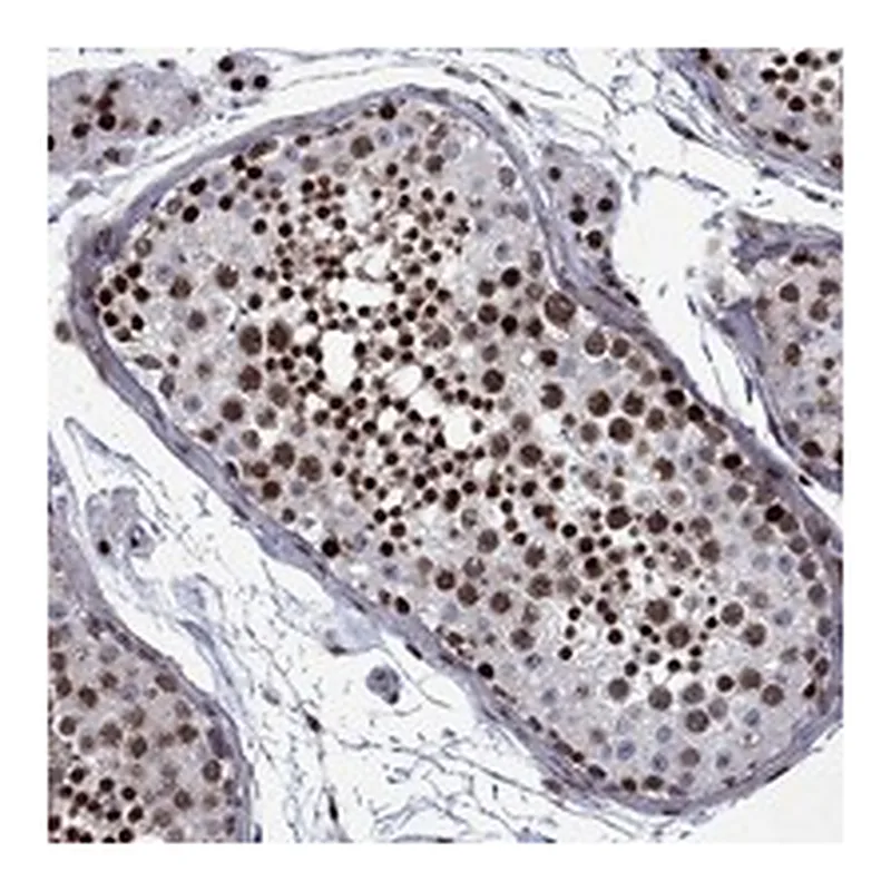 Atlas Antibodies Anti-SURF2 Antibody