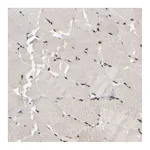 Atlas Antibodies Anti-SURF6 Antibody