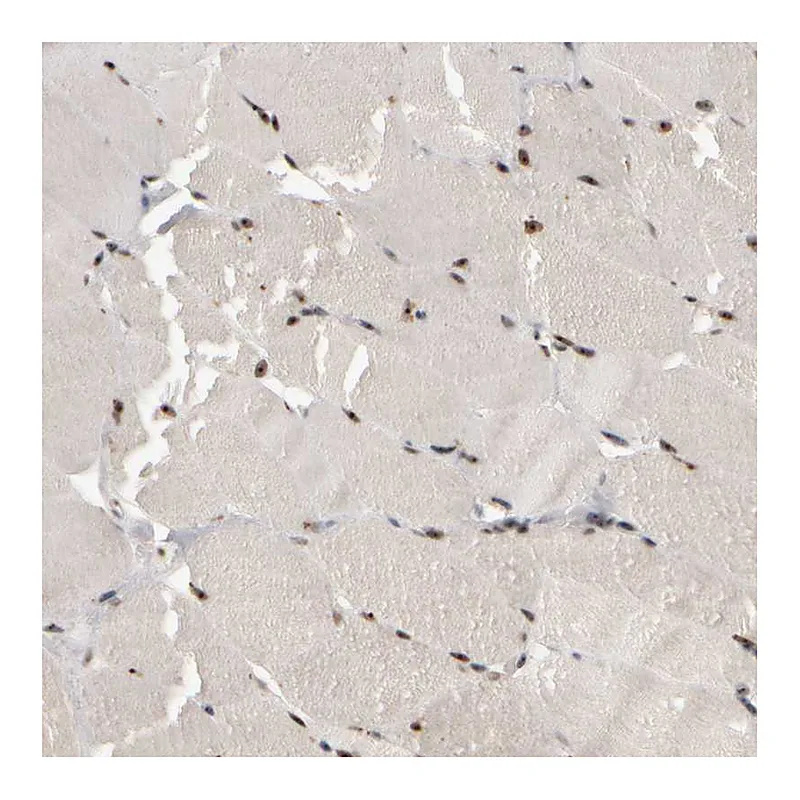 Atlas Antibodies Anti-SURF6 Antibody